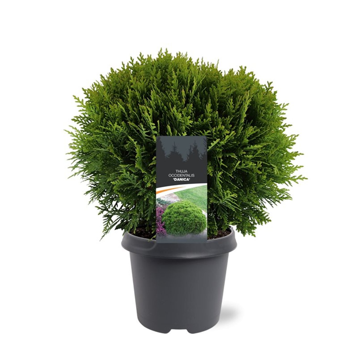 Thuja occ. 'Danica' - C5 30-40 CM